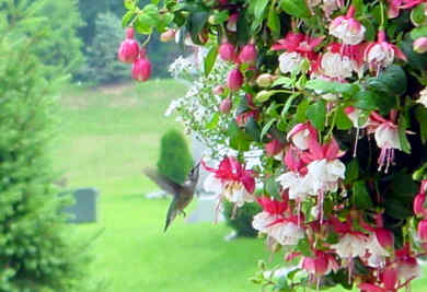 Hummingbirds8_04b